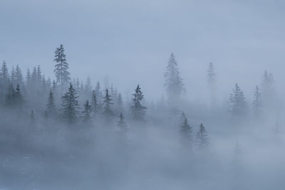 Trees on snow covered land against sky