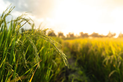 Close-up of stalks in field against sky