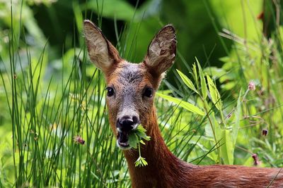 Portrait of deer on grass