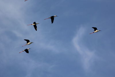 Low angle view of birds flying in sky