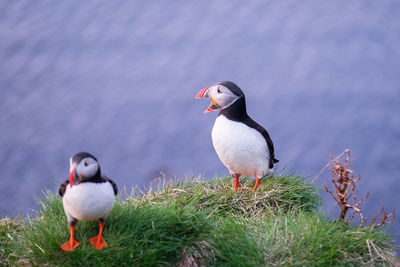 High angle view of puffins on grassy shore