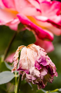 Close-up of pink flower