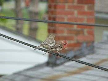 Close-up of bird perching outdoors