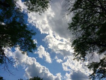 Low angle view of tree against sky