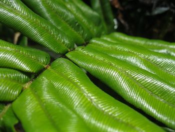 Full frame shot of wet leaf