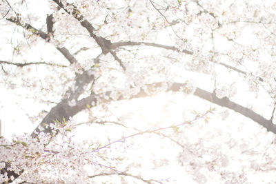 Low angle view of white flowering tree