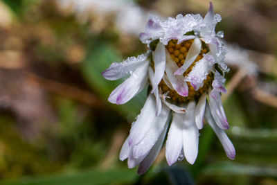 Close-up of wet purple flowering plant