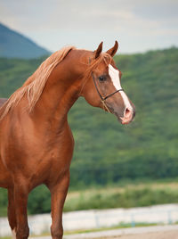 Horse standing against mountain