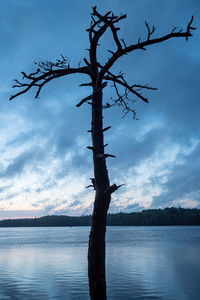 Bare tree by lake against sky