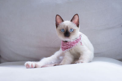 Portrait of kitten sitting on bed