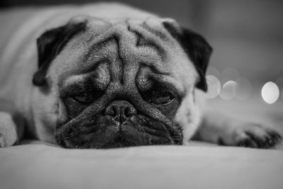 Close-up portrait of a dog
