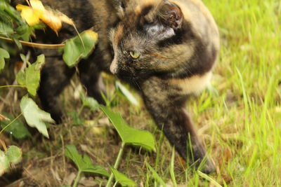 Close-up of cat on field