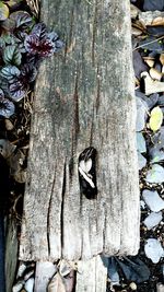 Close-up of tree trunk