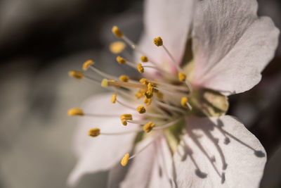 Close-up of white flowering plant