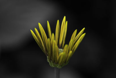 Close-up of flower over black background