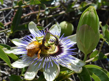 Close-up of passion flower