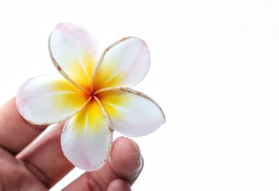 Close-up of hand holding yellow flower against white background
