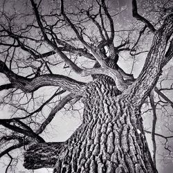 Low angle view of bare trees against sky