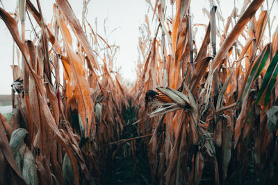 Close-up of plants growing on field against sky