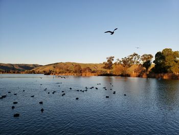 Birds flying over lake against clear sky