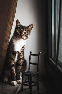 Cat sitting on chair at home