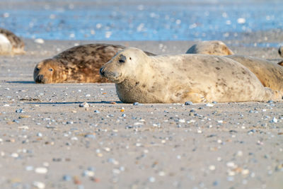 Close-up of seal on beach