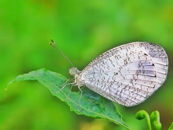 Close-up of butterfly on leaf