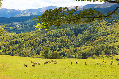 Scenic view of landscape