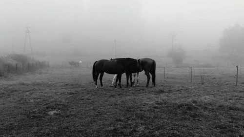 Horses grazing on field against sky