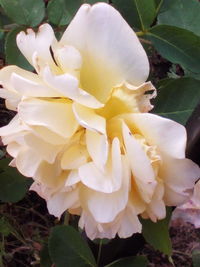 Close-up of flowers blooming outdoors