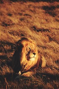 Close-up of lion on field