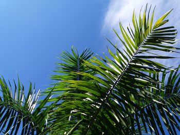 Low angle view of palm trees against blue sky