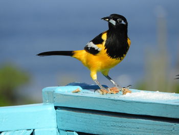 Close-up of bird perching on wood