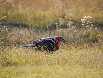 Endangered southern ground hornbrill bird in savannah, moremi game reserve, botswana, africa