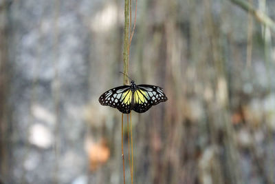 Butterfly on flower