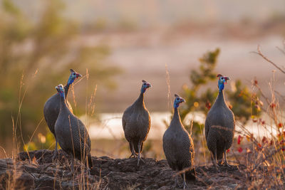 Flock of birds on land