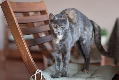 Cat sitting on chair at home