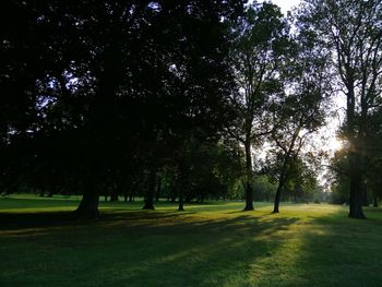 Trees in park