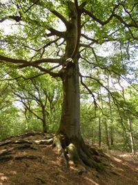 Low angle view of trees in forest