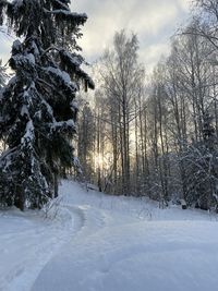 Snowy path in a forest