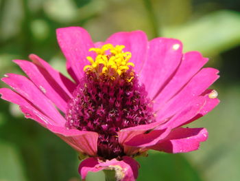 Close-up of pink flower