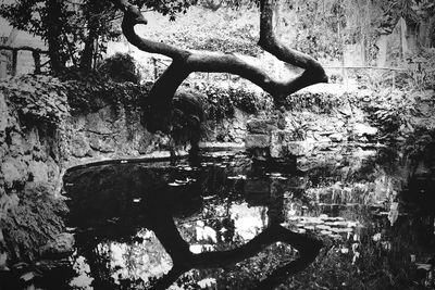 Trees in the dark
