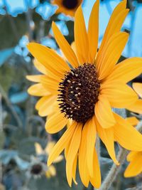 Close-up of yellow flower
