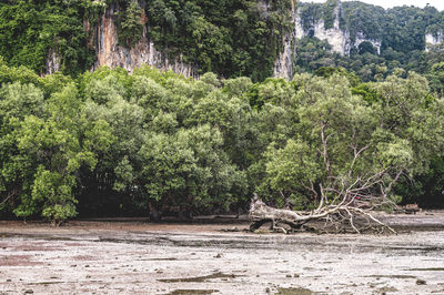 Plants and trees in forest