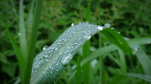 Close-up of water drops on plant during winter