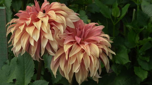 Close-up of dahlia on plant