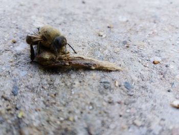 Close-up of insect on ground