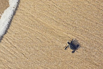 High angle view of crab on sand