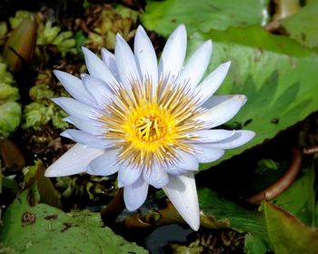 Close-up of white flower blooming outdoors