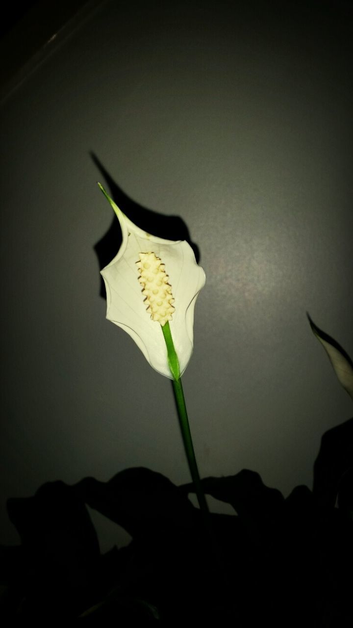 close-up, flower, focus on foreground, low angle view, studio shot, no people, stem, single object, copy space, nature, fragility, vignette, paper, leaf, still life, yellow, creativity, plant, art and craft, petal